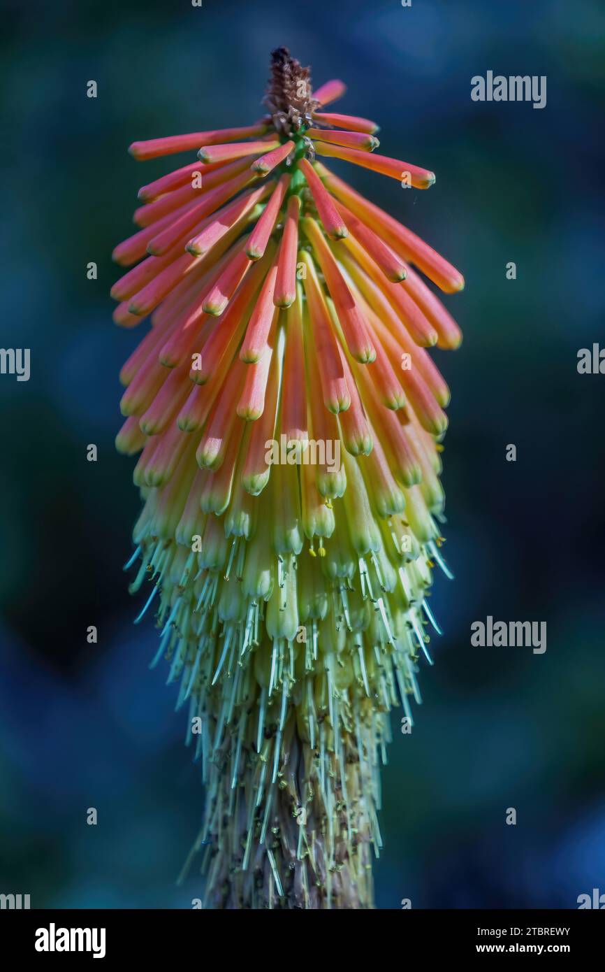Usine Red Hot Poker en fleurs. Arizona Cactus Garden, Stanford, Californie. Banque D'Images