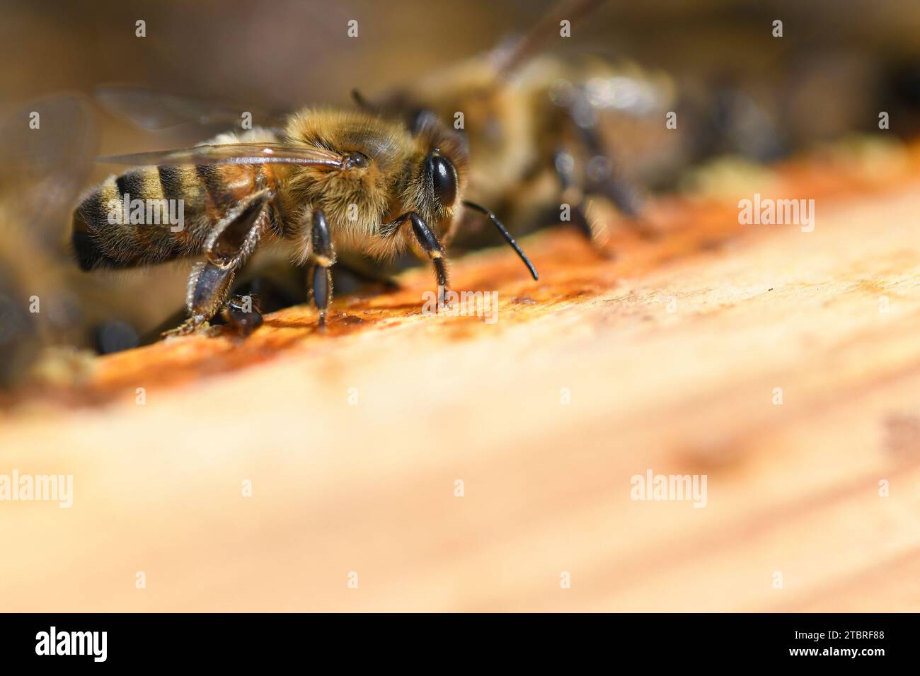 Ouest de l'abeille, Apis mellifera Banque D'Images