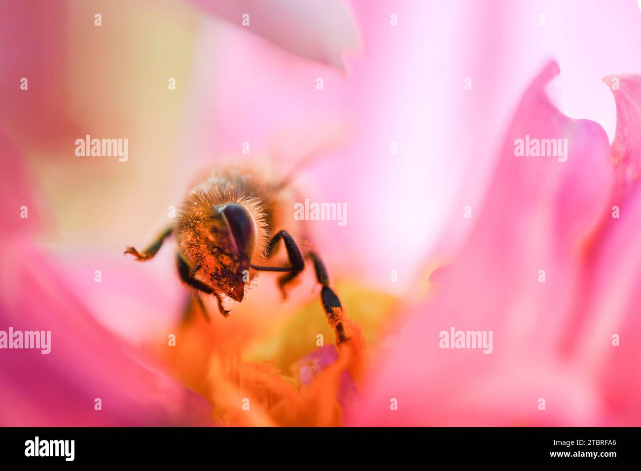 Ouest de l'abeille, Apis mellifera Banque D'Images