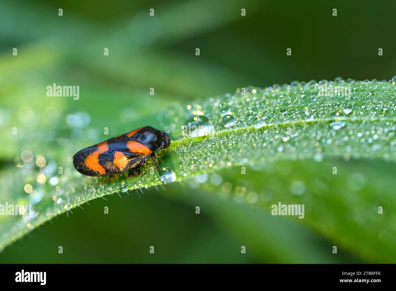 Froghopper rouge et noir, Ceropidae Banque D'Images