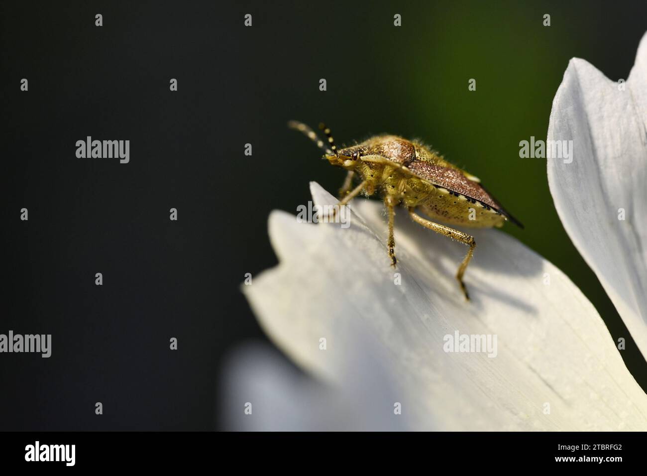 Punaise de bouclier, Dolycoris baccarum Banque D'Images