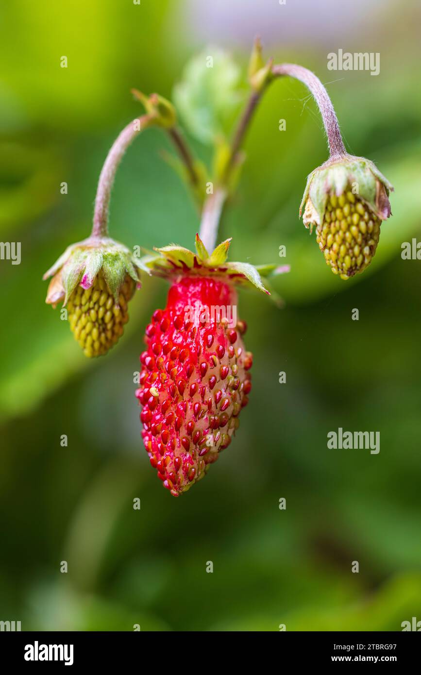 Fraises Rouges Fraîches. Petite Fraise Sauvage Des Bois Banque D