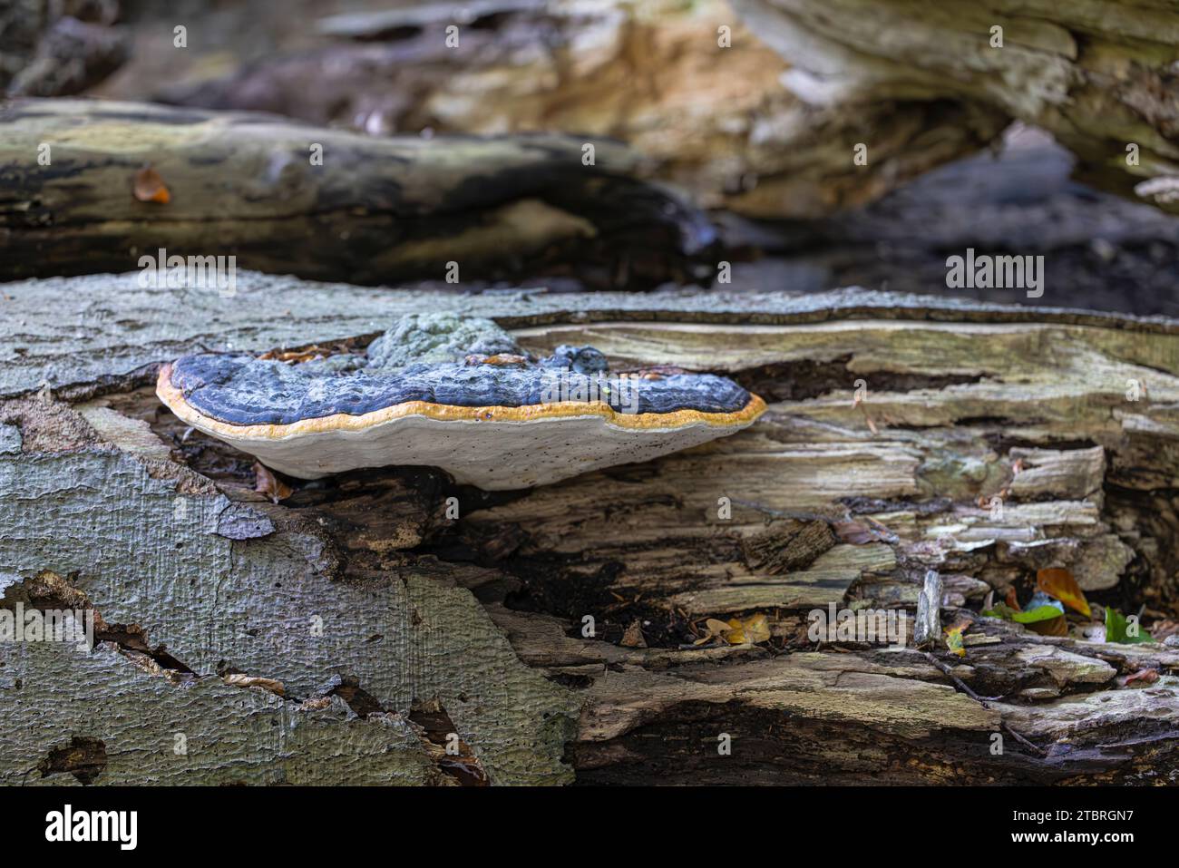 Champignon, véritable champignon de l'étain (Fomes fomentarius) sur un tronc d'arbre mort Banque D'Images