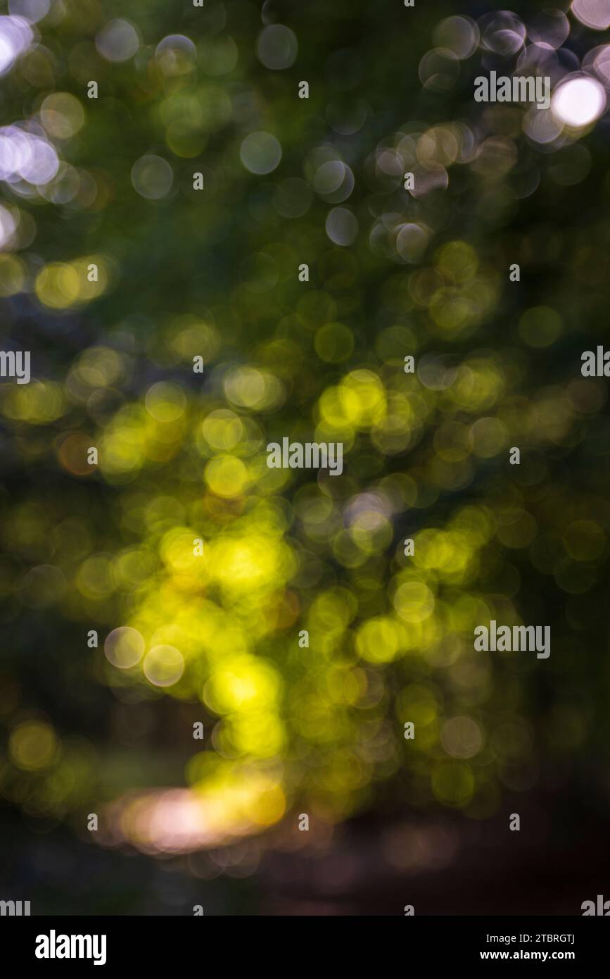 Fond de nature abstraite défocalisé avec des feuilles et des lumières bokeh de la forêt naturelle Banque D'Images