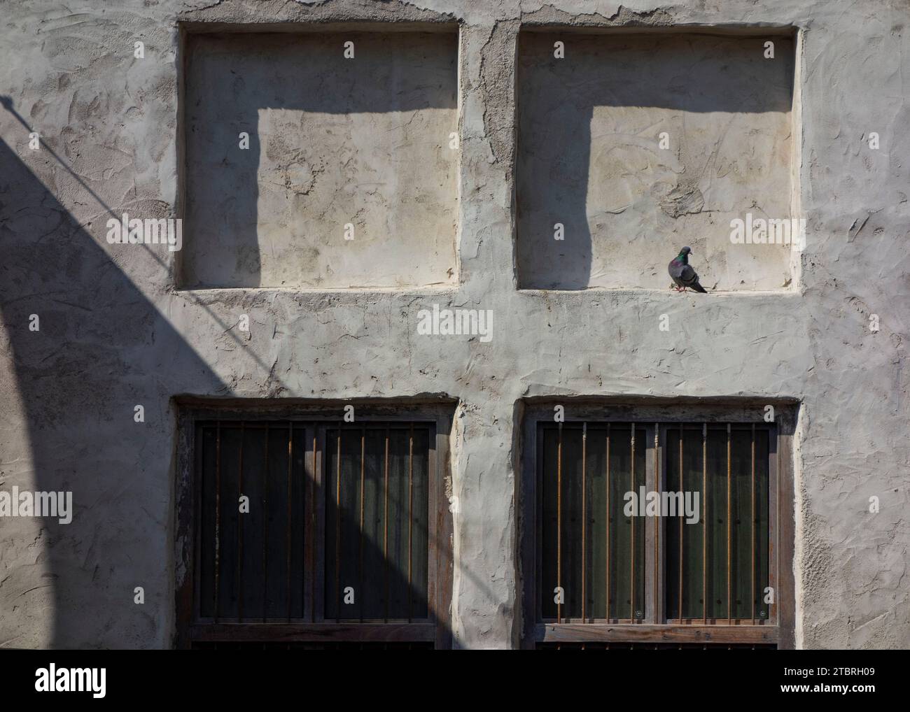 Seul pigeon assis dans le portail de fenêtre de style arabe dans le mur de pierre , Al Seef, Dubaï, Émirats arabes Unis. Banque D'Images