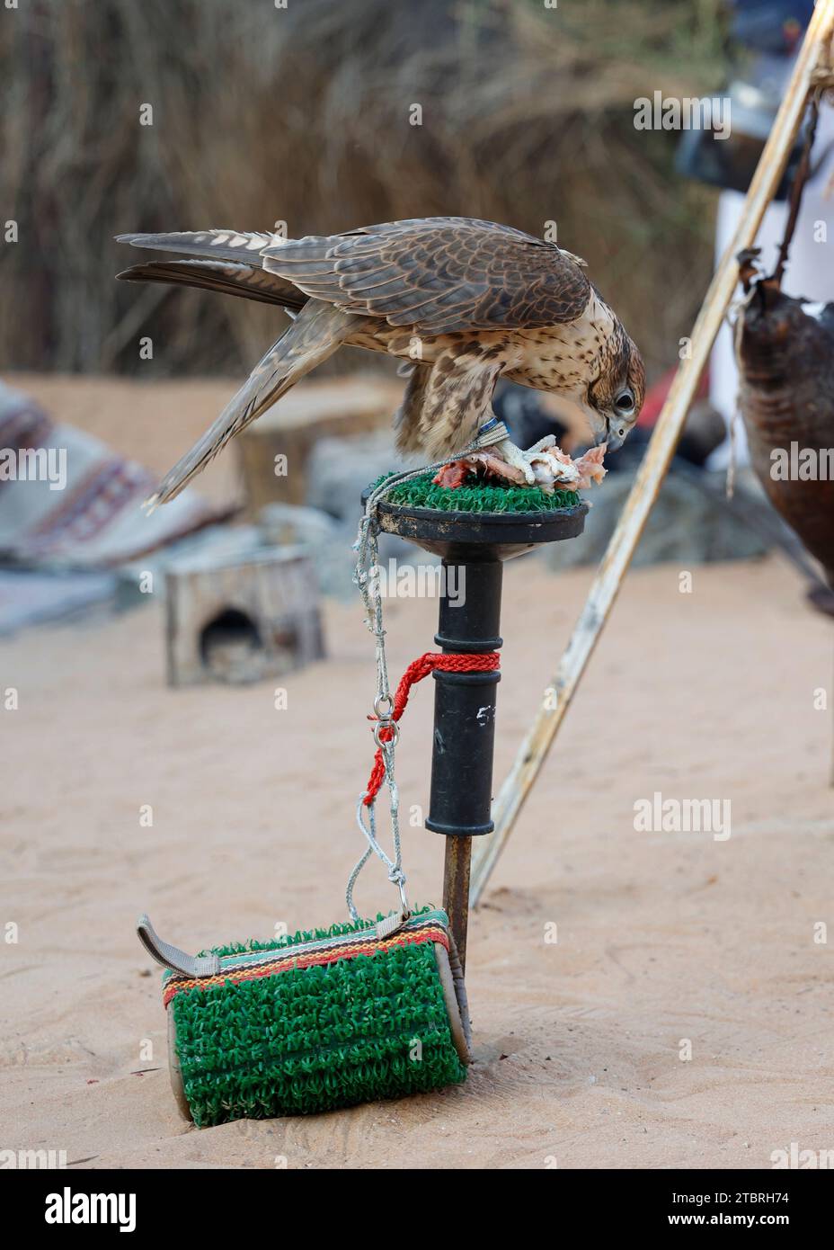 Faucon assis sur un perchoir dans le musée en plein air d'Al Bastakiya dans la vieille ville (Al Fahidi Historical District), Dubaï, Émirats arabes Unis. Banque D'Images