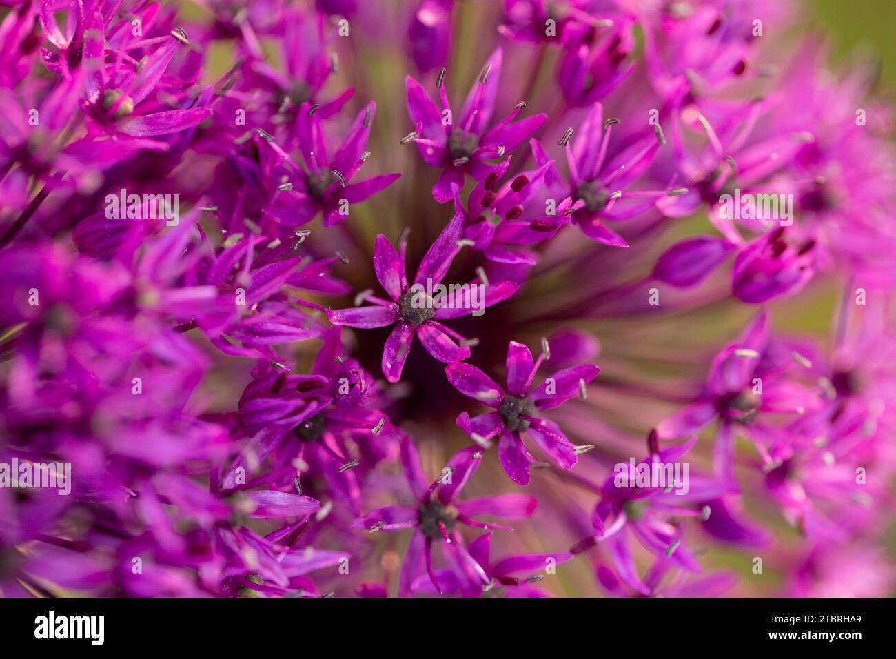 Allium 'Purple sensation' fleurit, gros plan, tête de fleur Banque D'Images
