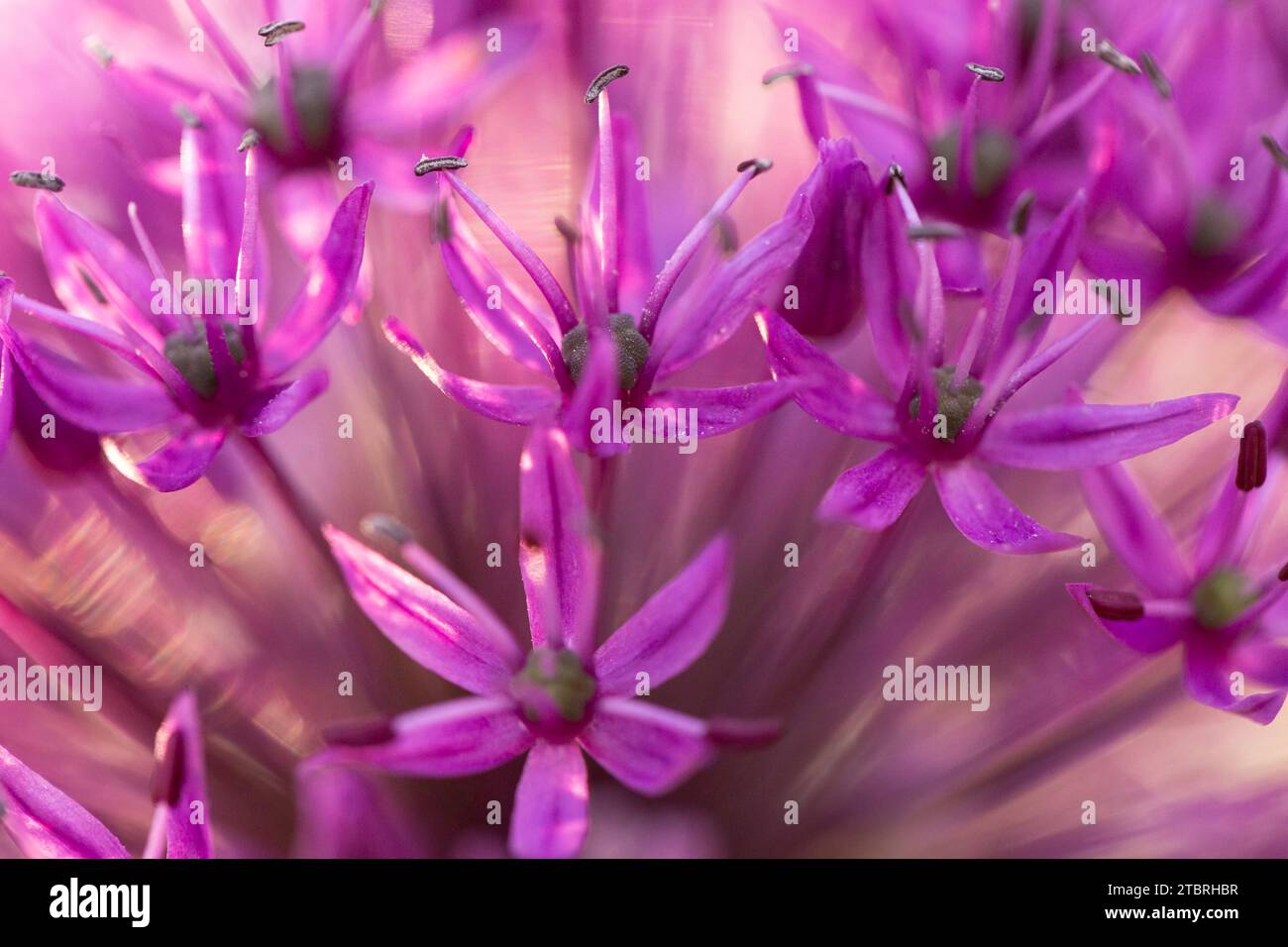 Allium 'Purple sensation' fleurit, gros plan, tête de fleur Banque D'Images