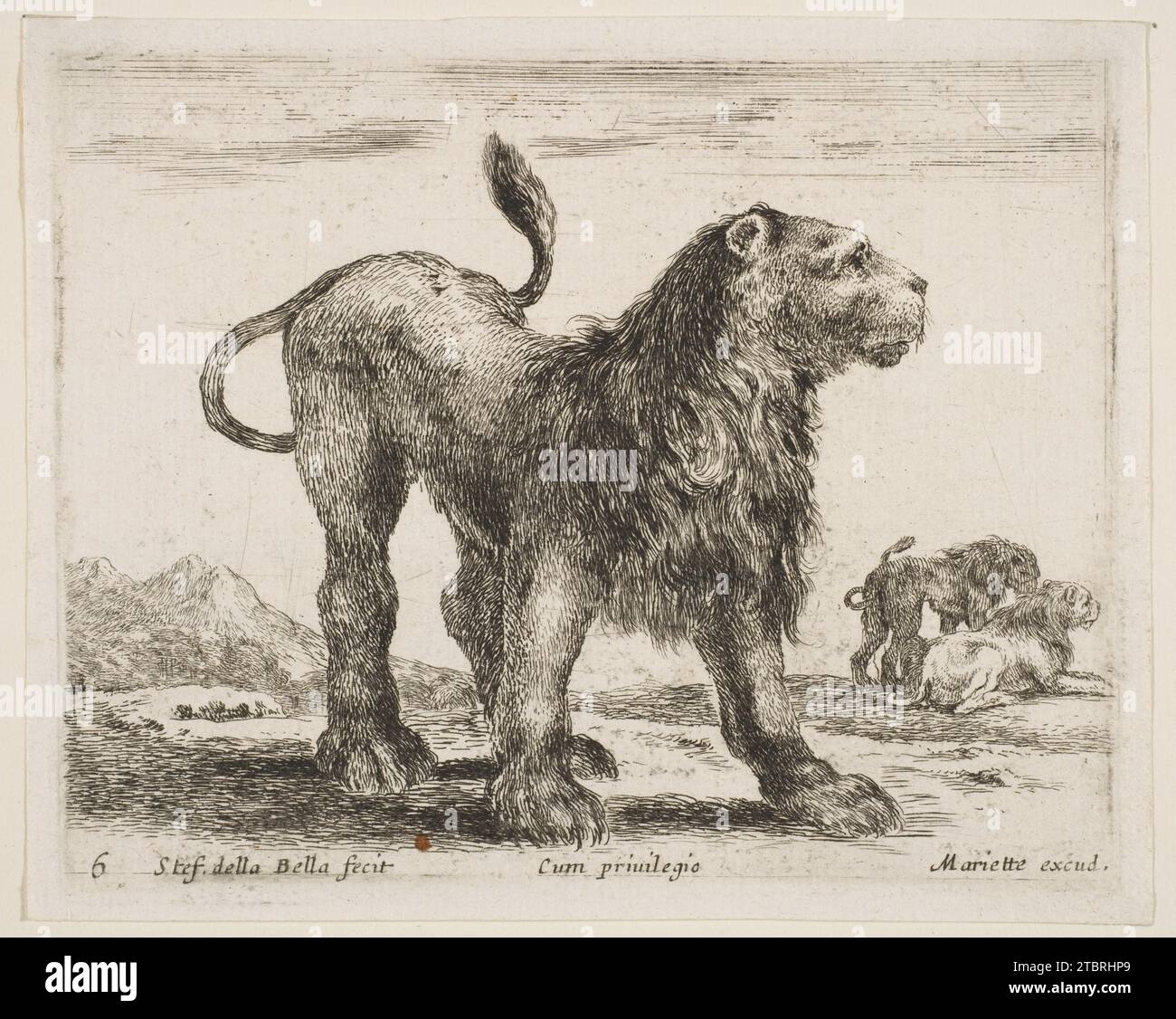 Lion, planche 6 de 'divers animals' (Diversi Animali) 1917 de Stefano della Bella Banque D'Images