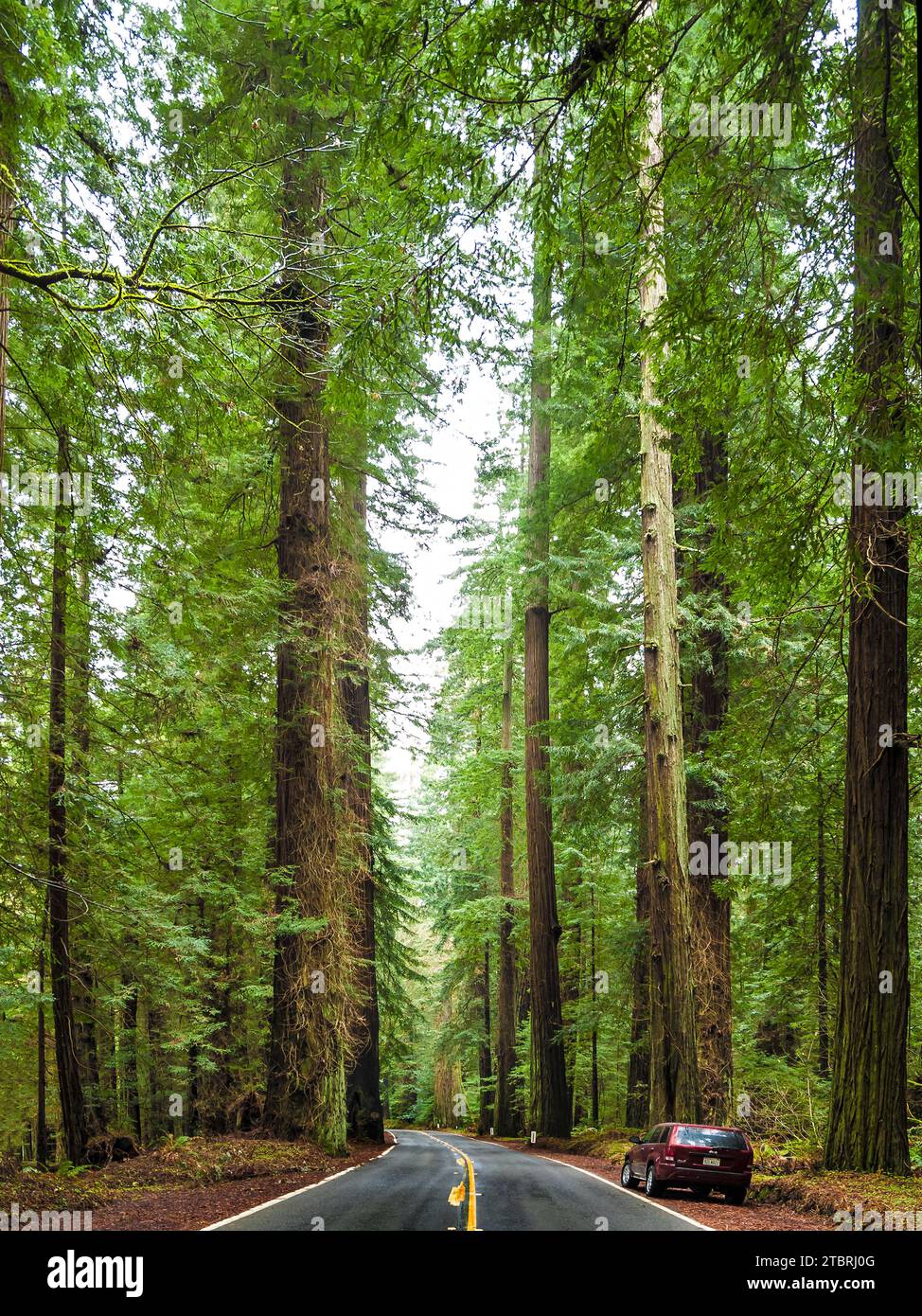 The Avenue of the Giants, Humboldt Redwoods State Park, Californie, États-Unis, Banque D'Images