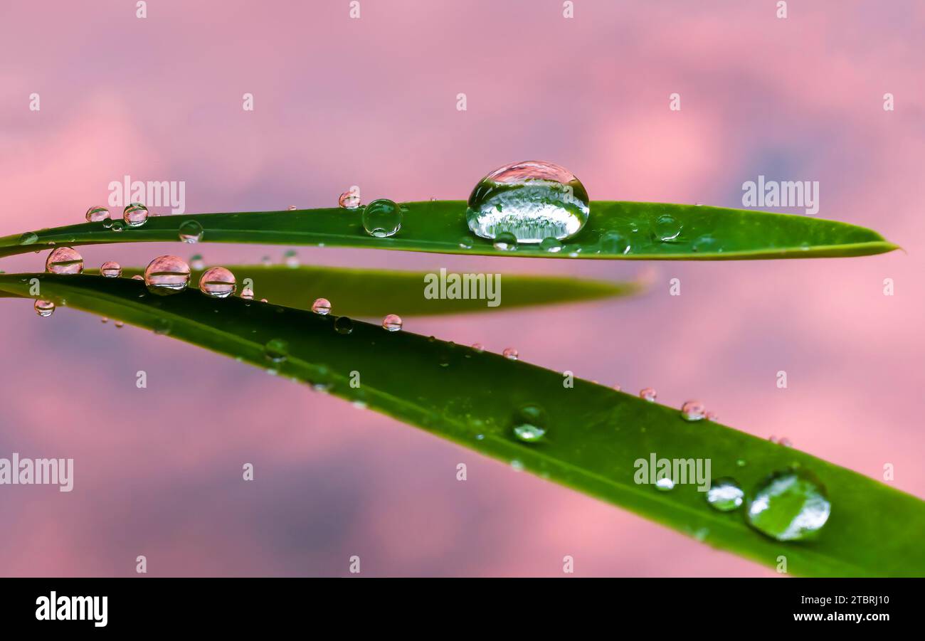plante, feuilles, détail, gouttes de pluie après pluie Banque D'Images