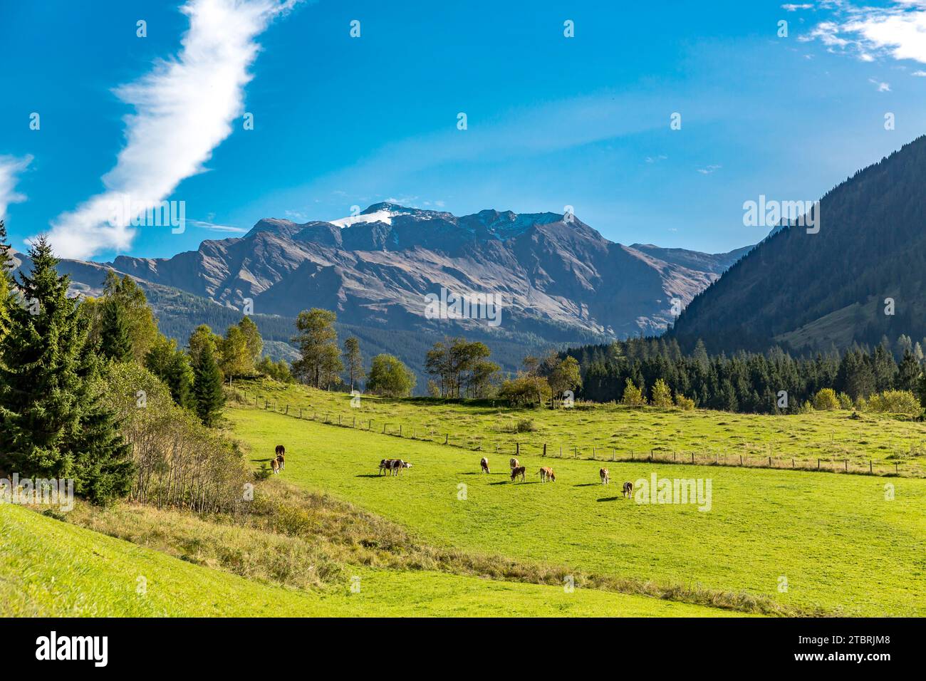 Vaches sur la prairie alpine, vue de Buchebenstraße à Schareck, 3123 m, Bucheben, Rauris, Raurisertal, Pinzgau, Salzburger Land, Autriche Banque D'Images