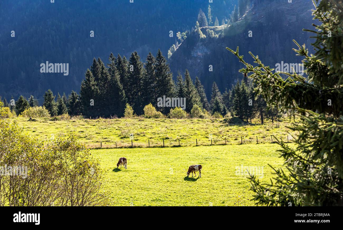 Vaches sur la prairie alpine, Bucheben, Rauris, Vallée de Rauris, Pinzgau, Salzburger Land, Autriche Banque D'Images