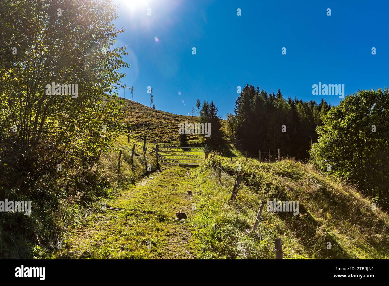Pâturage alpin contre la lumière, Fröstlberg, Rauris, Vallée de Rauris, Pinzgau, Salzburger Land, Autriche Banque D'Images