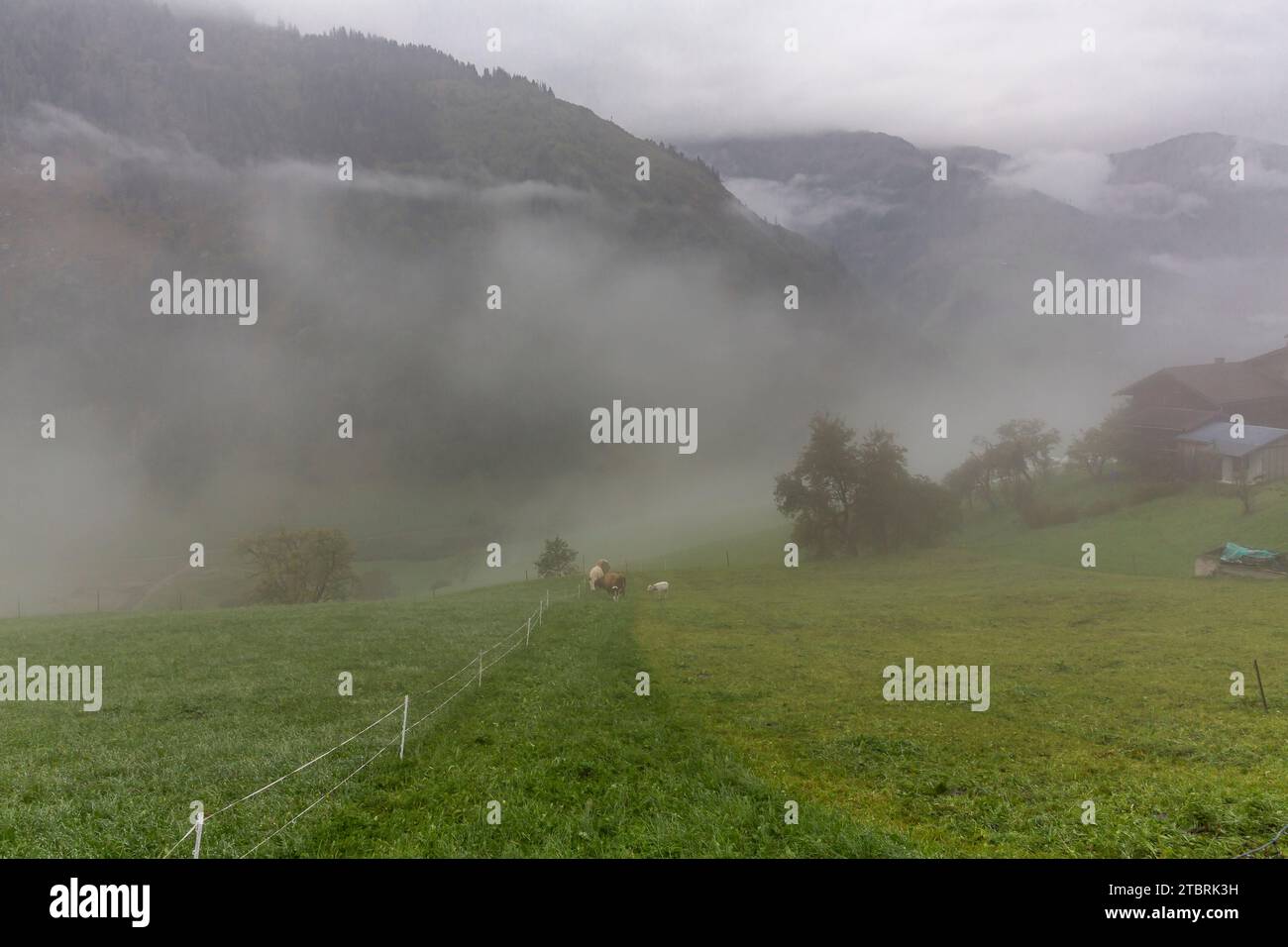 Vaches dans le brouillard matinal, pâturage alpin sur Fröstlberg dans la vallée de Rauris, Rauris, Pinzgau, Salzburger Land, Autriche Banque D'Images