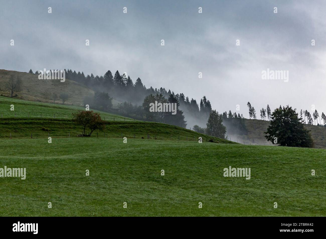 Brouillard matinal, pâturage alpin sur Fröstlberg dans la vallée de Rauris, Rauris, Pinzgau, Salzburger Land, Autriche Banque D'Images