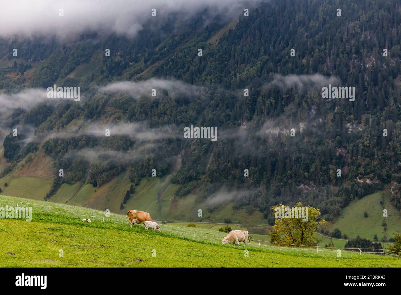 Vaches dans le brouillard matinal, pâturage alpin sur Fröstlberg dans la vallée de Rauris, Rauris, Pinzgau, Salzburger Land, Autriche Banque D'Images