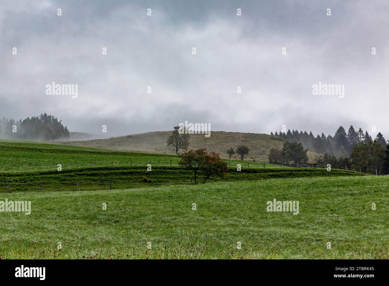 Brouillard matinal, pâturage alpin sur Fröstlberg dans la vallée de Rauris, Rauris, Pinzgau, Salzburger Land, Autriche Banque D'Images