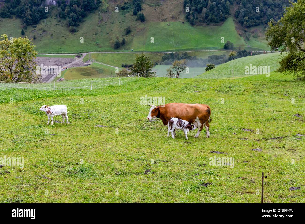 Vaches dans le brouillard matinal, pâturage alpin sur Fröstlberg dans la vallée de Rauris, Rauris, Pinzgau, Salzburger Land, Autriche Banque D'Images