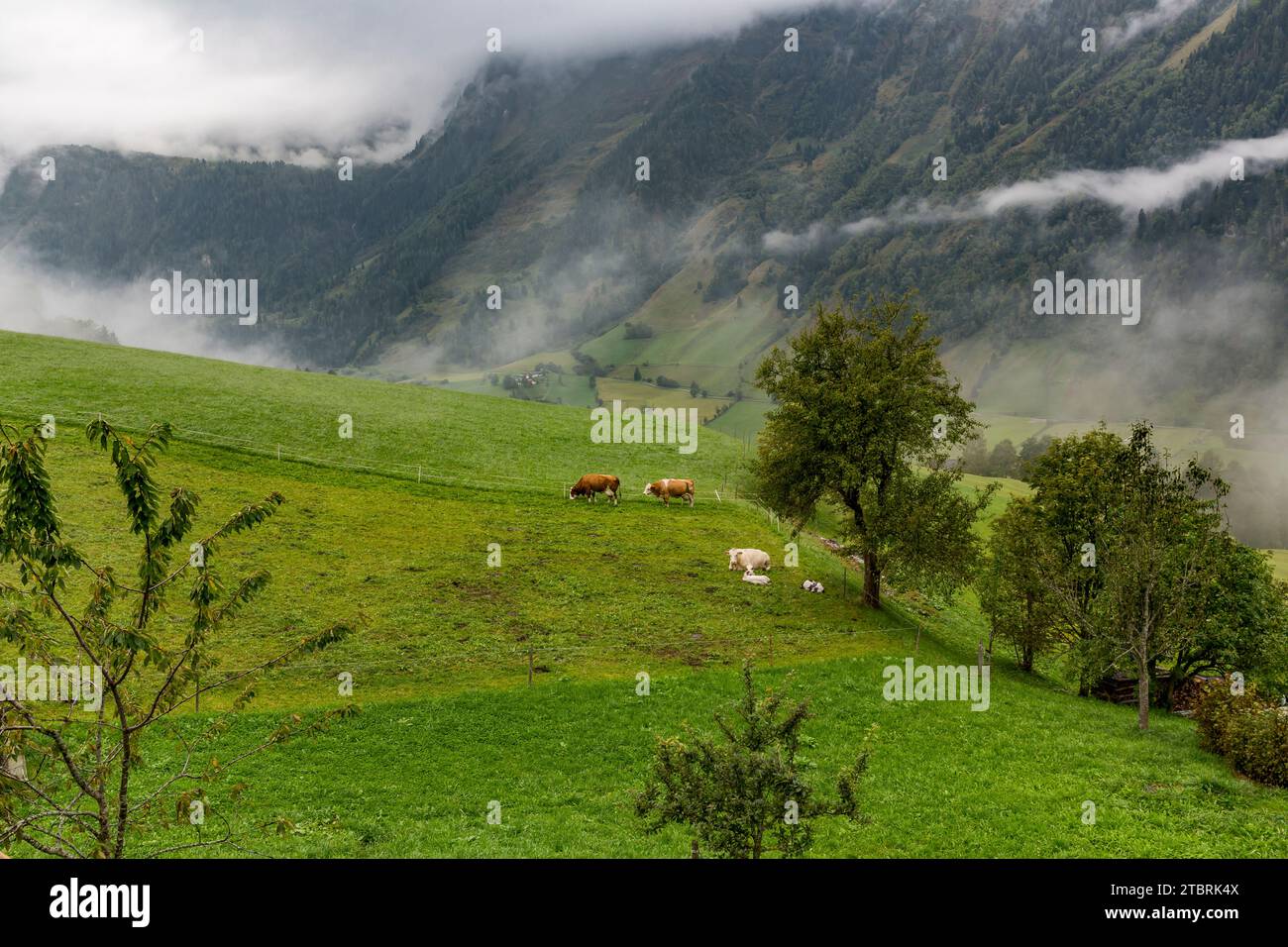 Vaches dans le brouillard matinal, pâturage alpin sur Fröstlberg dans la vallée de Rauris, Rauris, Pinzgau, Salzburger Land, Autriche Banque D'Images