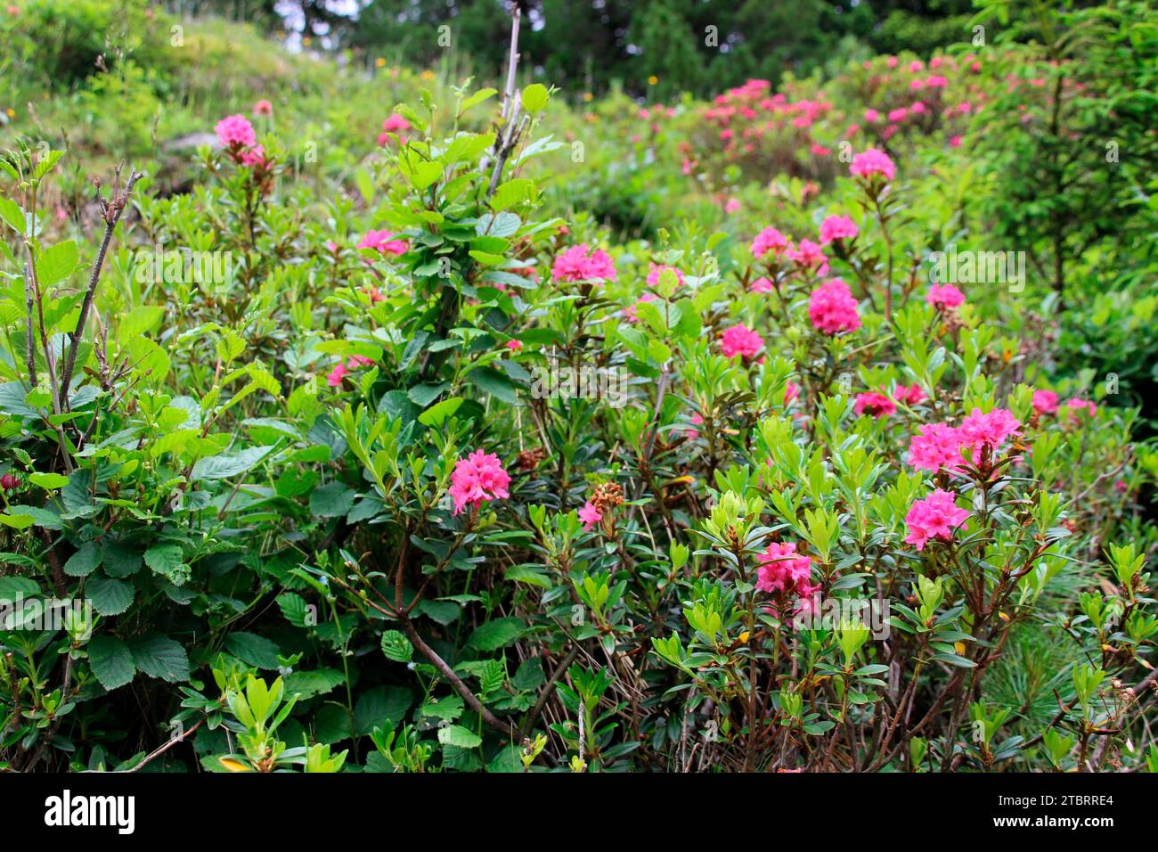 Roses alpines, rosier alpin (Rhododendron ferrugineum) au bord du sentier lors d'une randonnée vers le Außermelang-Alm dans le Wattener Lizum, Wattens, Walchen, Tyrol, Autriche, Europe Banque D'Images