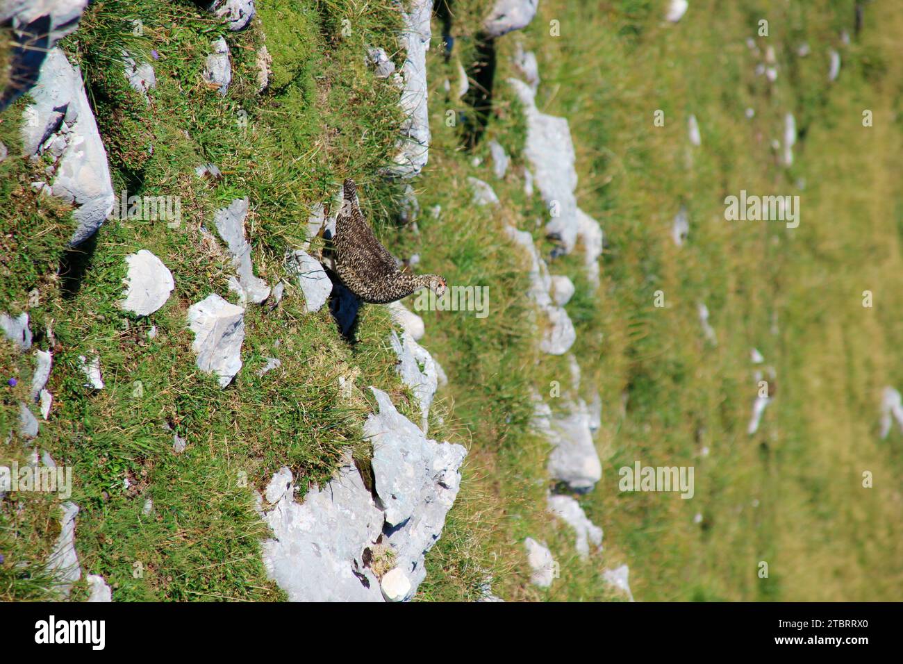 Rock Ptarmigan (Lagopus muta) sur la Pleisenspitze (2569m) en plein été, beau temps, Scharnitz, Tyrol, Autriche Banque D'Images