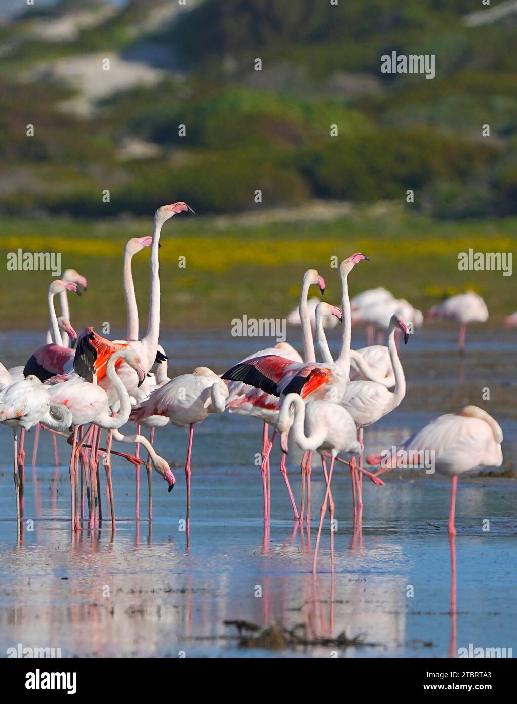 Flamingos (Phoenicopterus roseus), estuaire de la rivière Bot, Overberg, Afrique du Sud, Banque D'Images