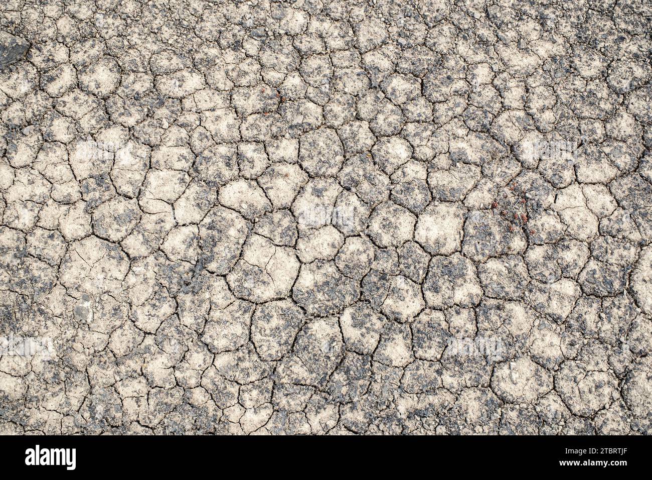 Sol séché avec de petites plantes, Öland, Suède Banque D'Images