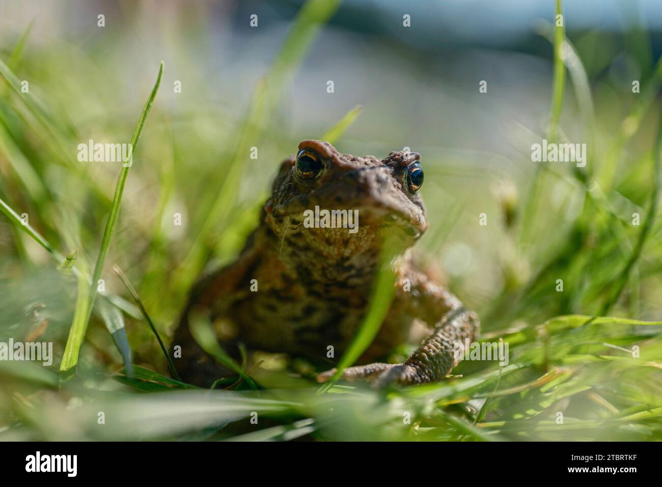 Crapaud dans la pelouse, Suède Banque D'Images