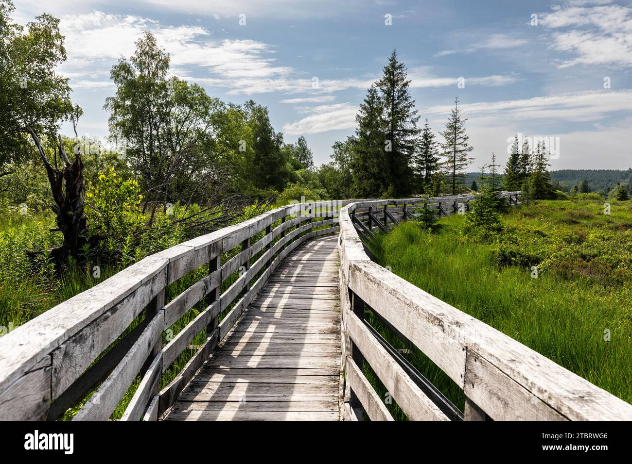 Europe, Pologne, voïvodie de Podkarpackie, Bieszczady, Torfowisko Tarnawa / Tarnawa Maures, Parc national de Bieszczady Banque D'Images