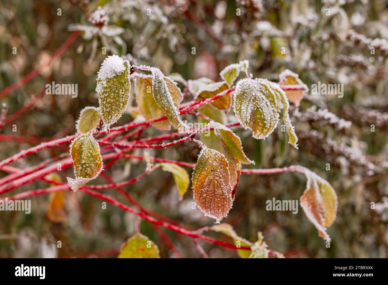 Feuilles colorées aux couleurs automnales recouvertes de glace et de cristaux de glace au début de l'hiver Banque D'Images