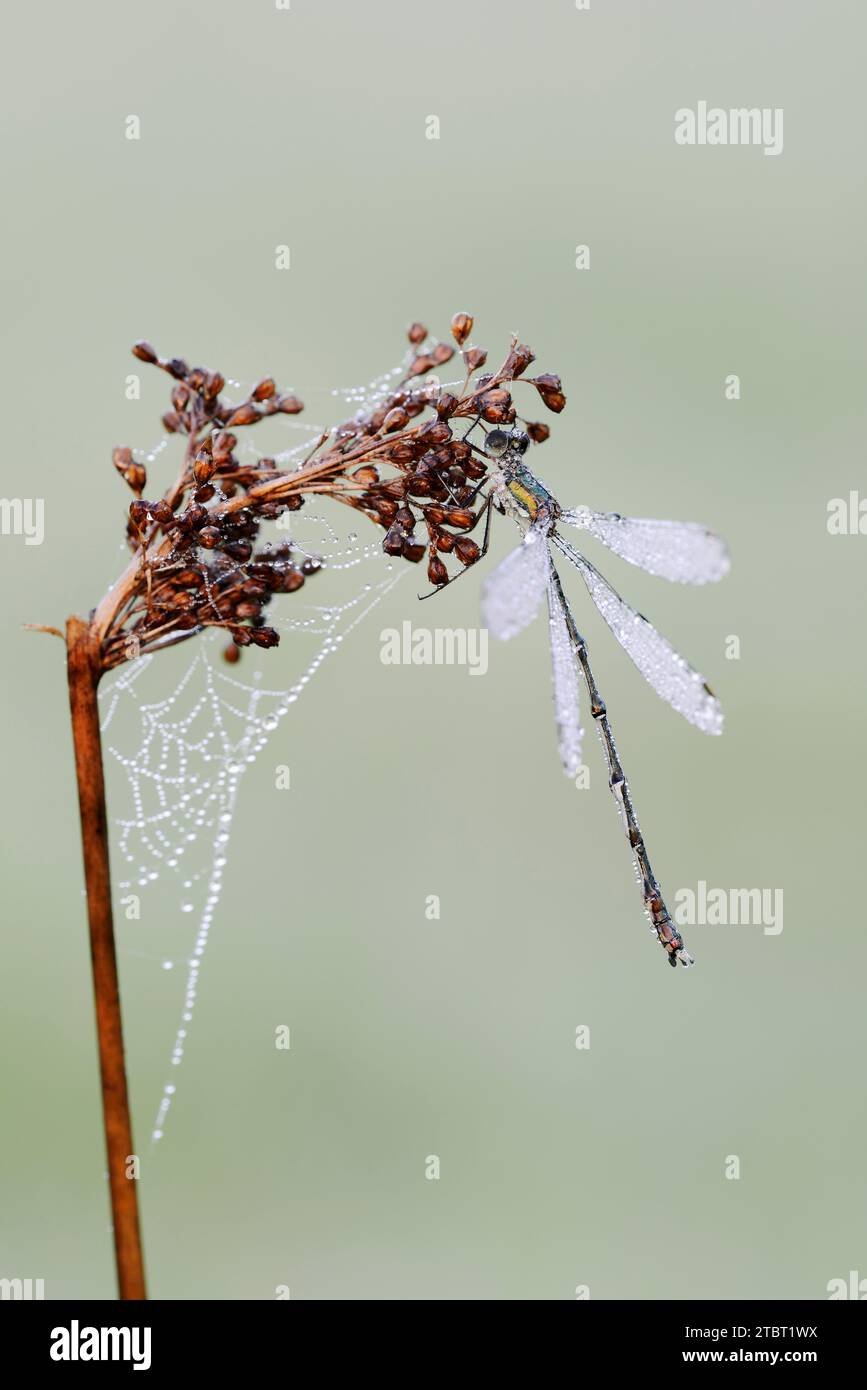 Paruline de saule commune (Chalcolestes viridis), mâle avec gouttes de rosée, Rhénanie du Nord-Westphalie, Allemagne Banque D'Images