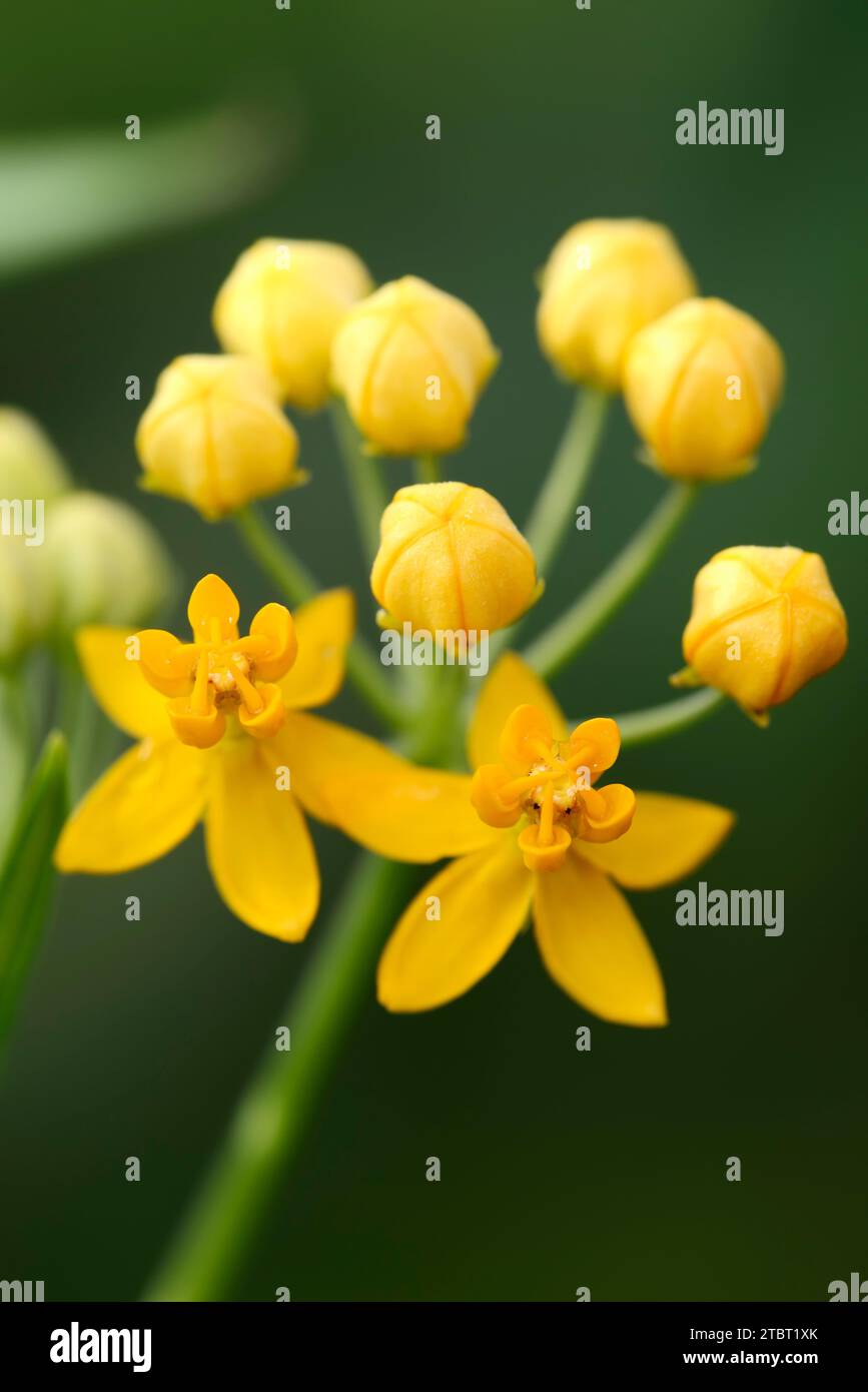 Asclépiade indienne 'Silky Gold' (Asclepias curassavica), fleurs Banque D'Images