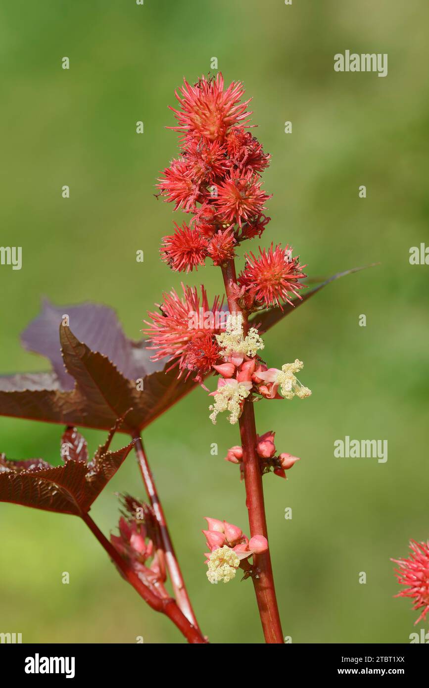 Arbre miracle (Ricinus communis), bouquet de fruits Banque D'Images