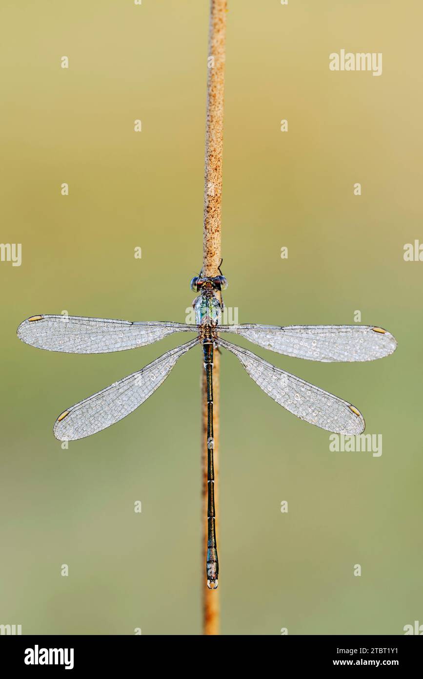 Paruline de saule commune (Chalcolestes viridis), mâle avec gouttes de rosée, Rhénanie du Nord-Westphalie, Allemagne Banque D'Images