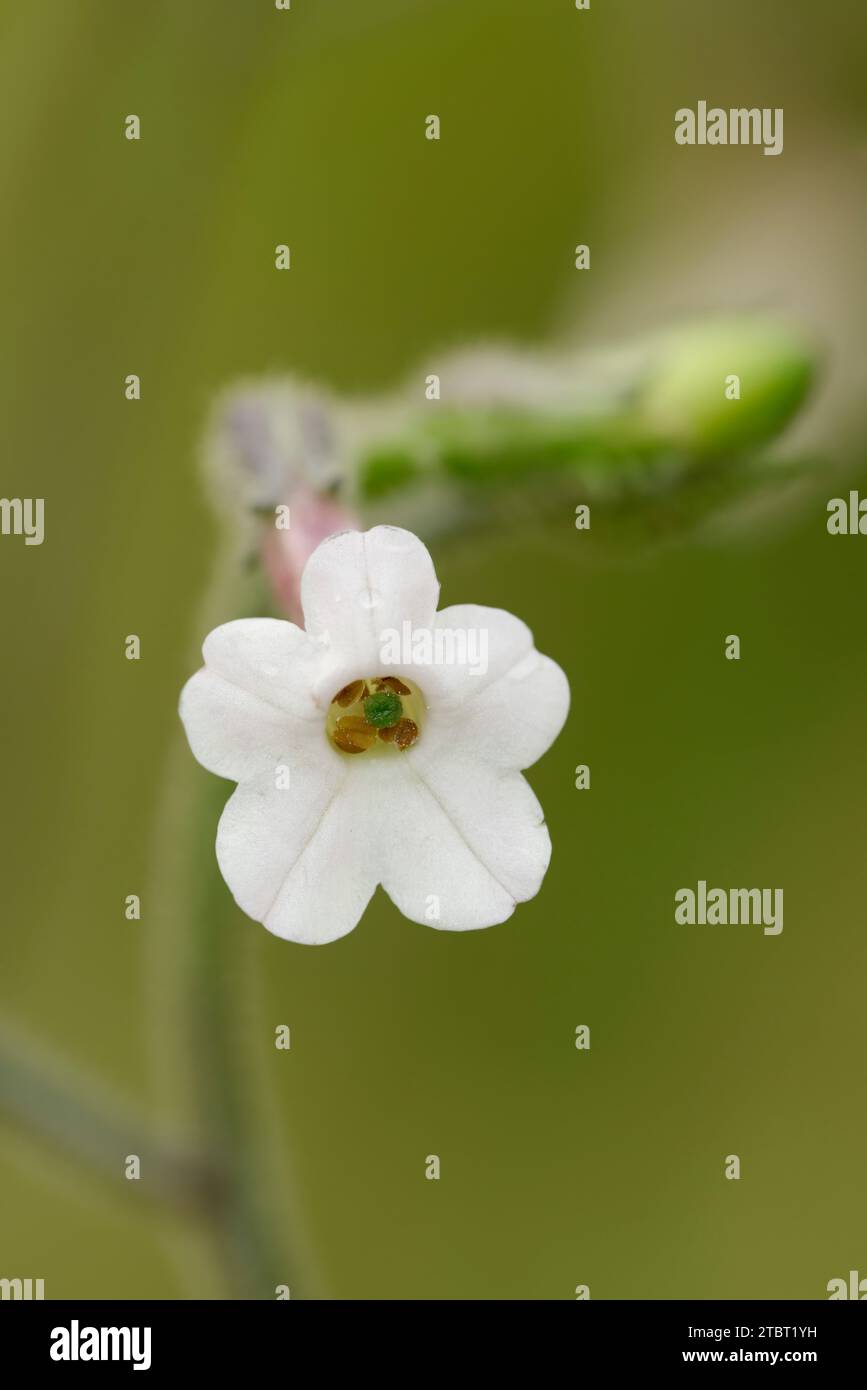 Tabac de Debney ( Nicotiana debneyi), fleur Banque D'Images