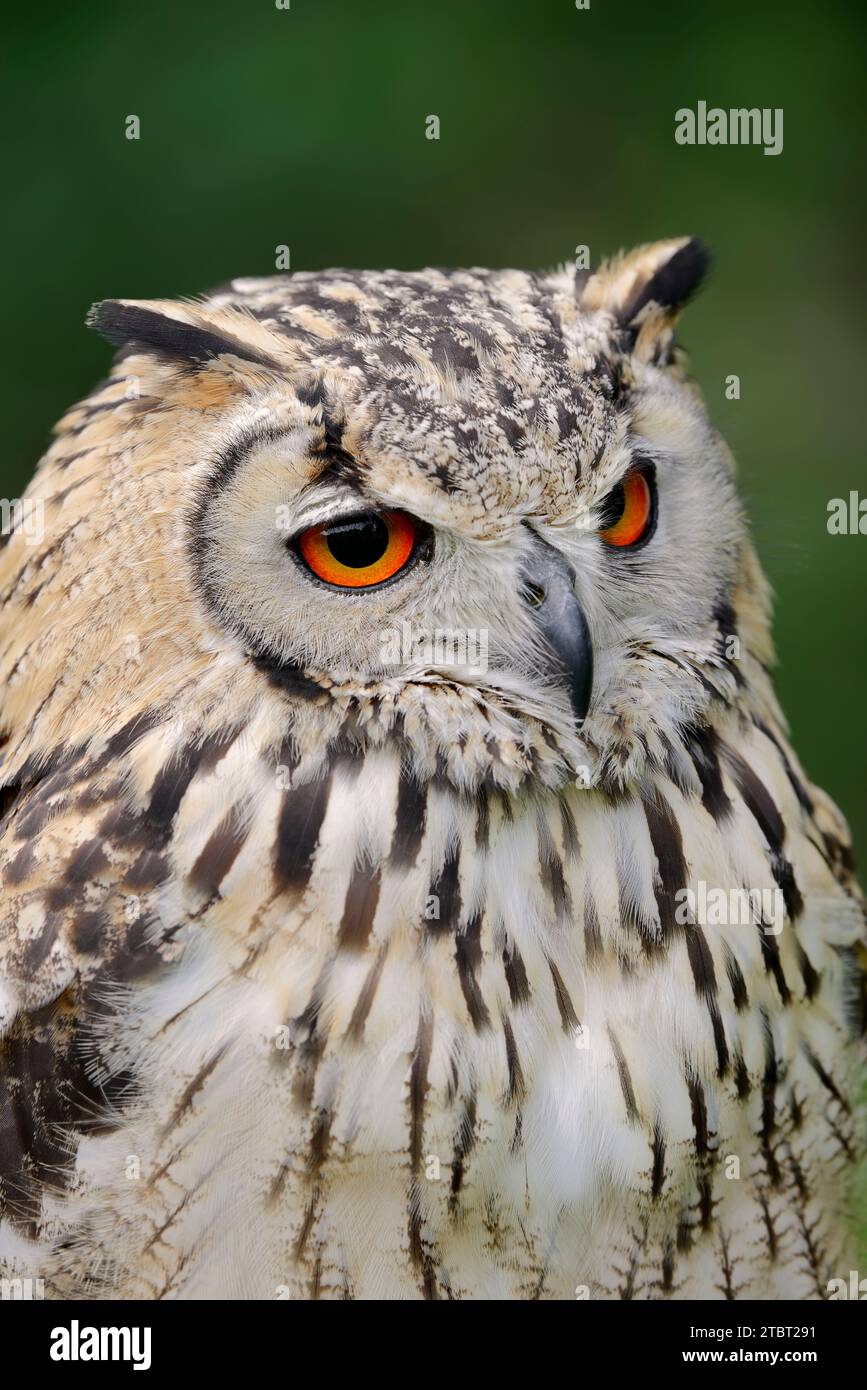 Chouette d'aigle du Bengale ou chouette d'aigle indien (Bubo bengalensis), portrait Banque D'Images