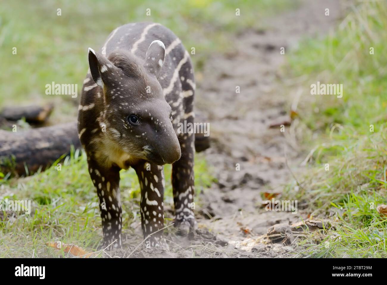 Tapir de plaine (Tapirus terrestris), juvénile, présence en Amérique du Sud Banque D'Images