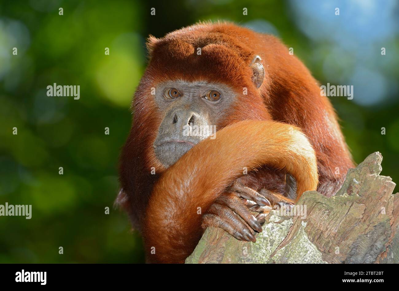 Singe hurleur rouge (Alouatta seniculus) Banque D'Images