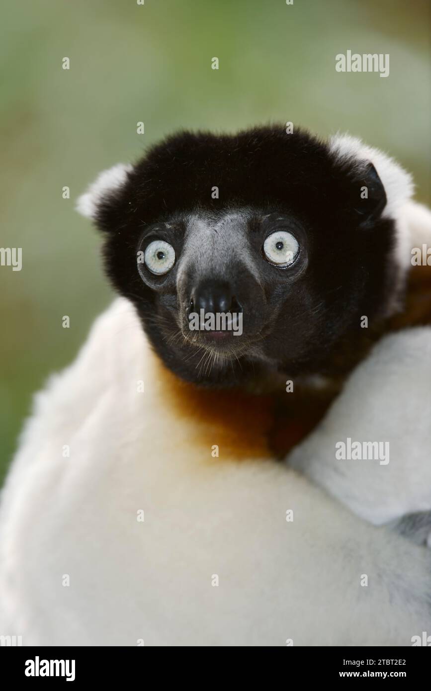 Sifaka couronne (Propithecus coronatus, Propithecus verreauxi coronatus), portrait, occurrence à Madagascar Banque D'Images