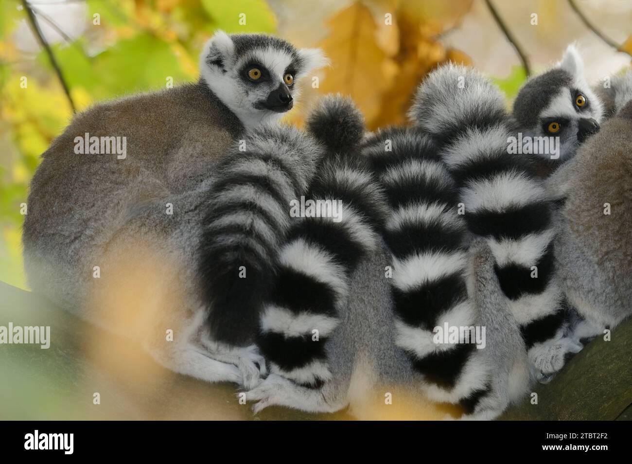 Calicoes (Lemur catta), présent à Madagascar Banque D'Images