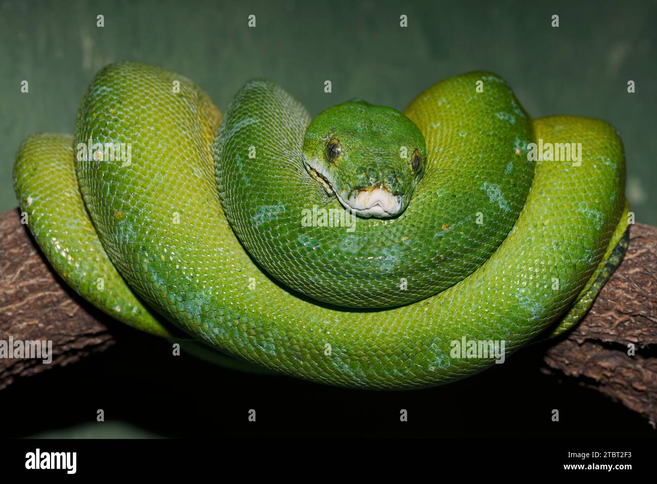 Python vert (Morelia viridis), trouvé en Nouvelle-Guinée Banque D'Images