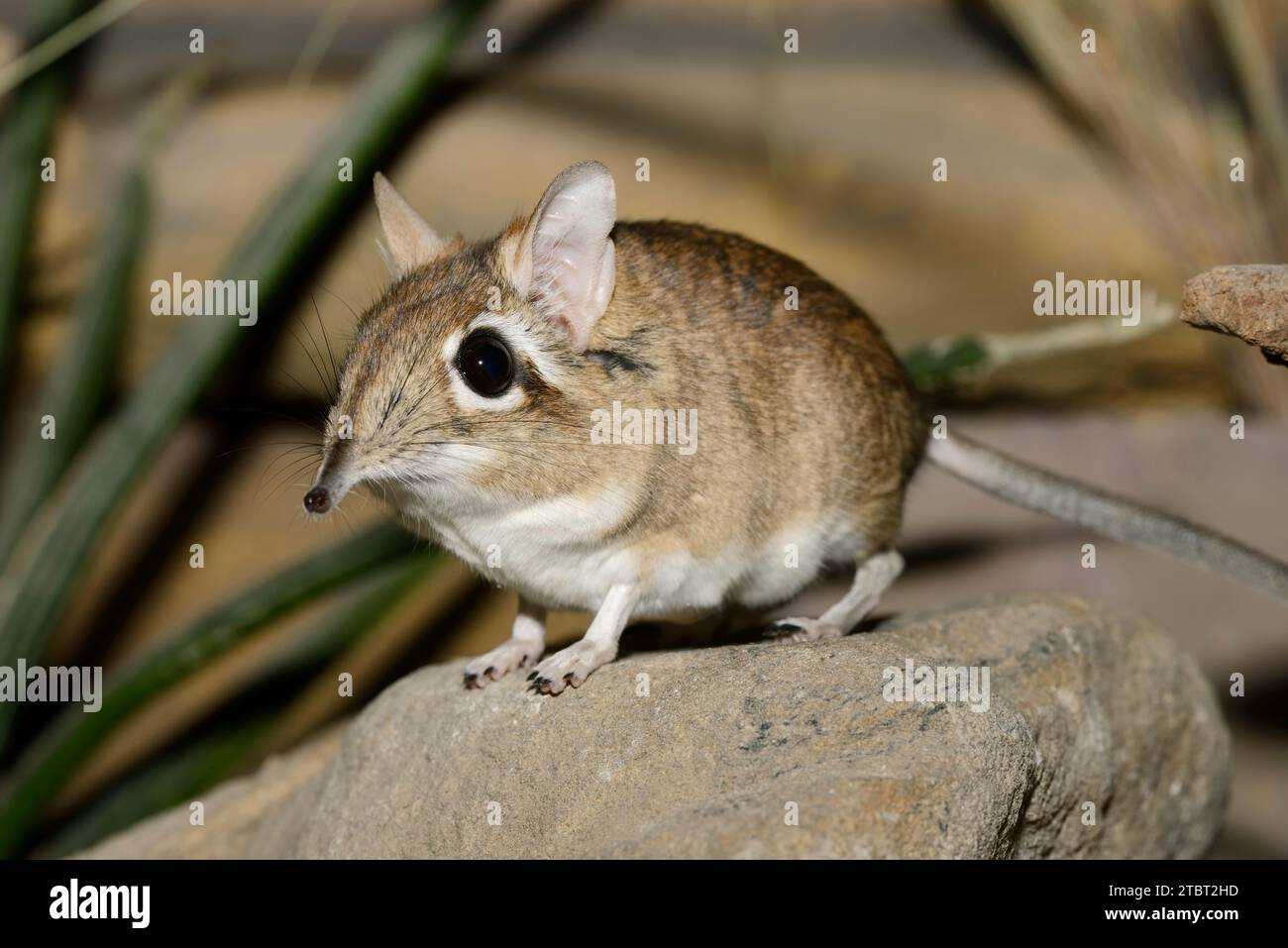 Musaraigne rouge-brun (Galegeeska rufescens, Elephantulus rufescens), présente en Afrique de l'est Banque D'Images