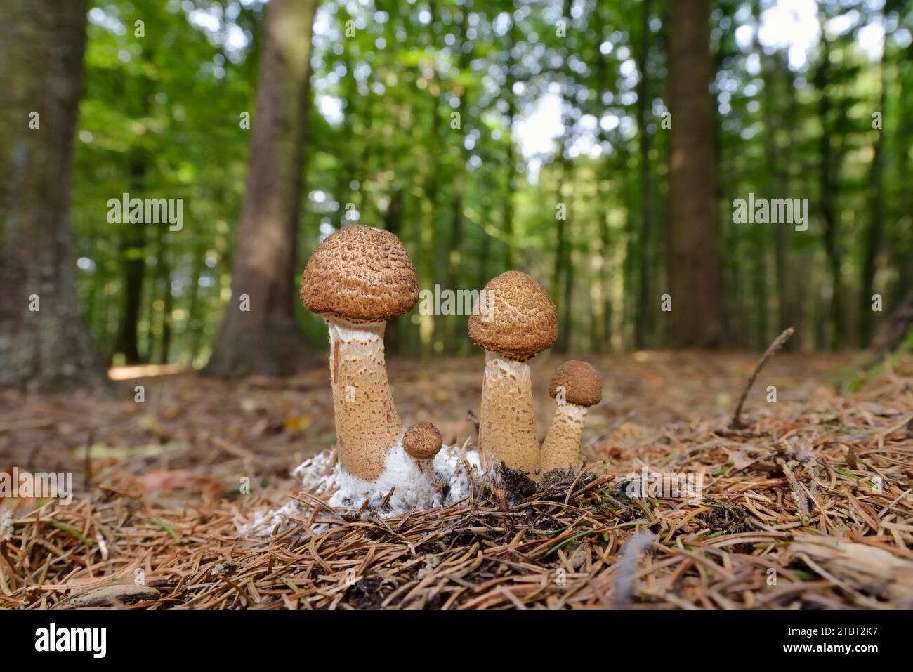 Hallimash commun (Armillaria ostoyae), Rhénanie du Nord-Westphalie, Allemagne Banque D'Images