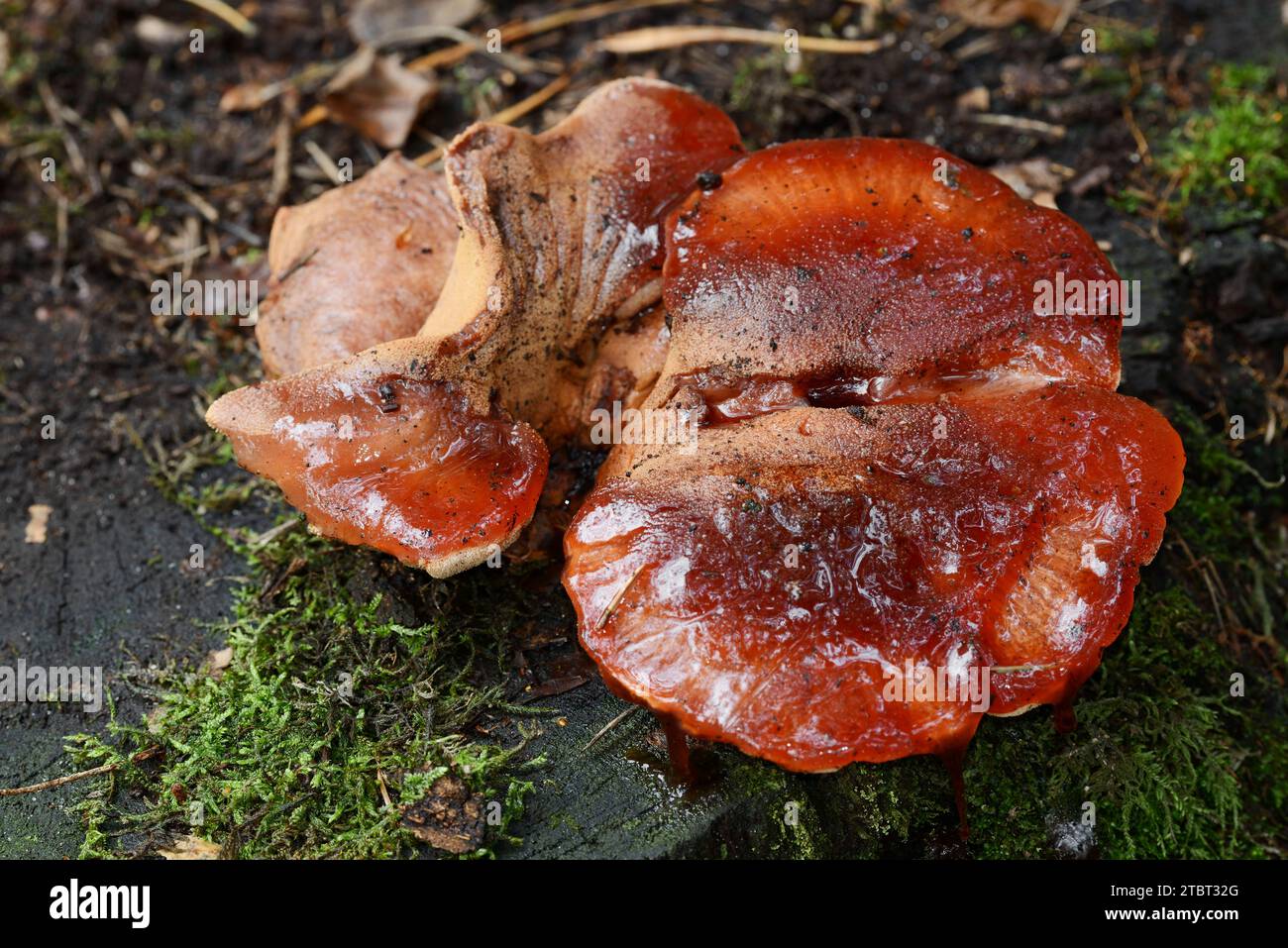 Champignon du beefsteak (Fistulina hepatica), Gueldre, pays-Bas Banque D'Images