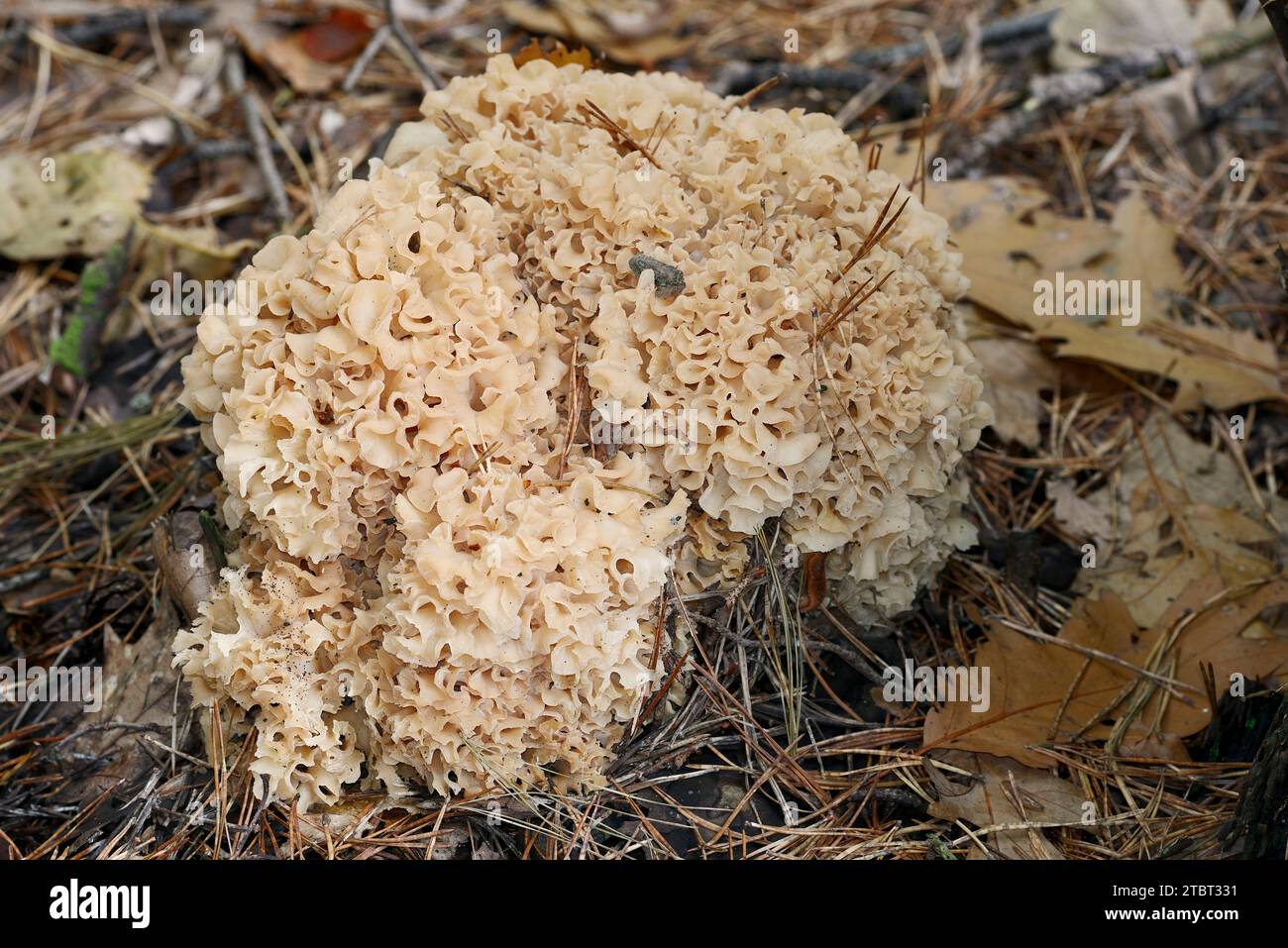 Chou-fleur (Sparassis crispa), Gelderland, pays-Bas Banque D'Images