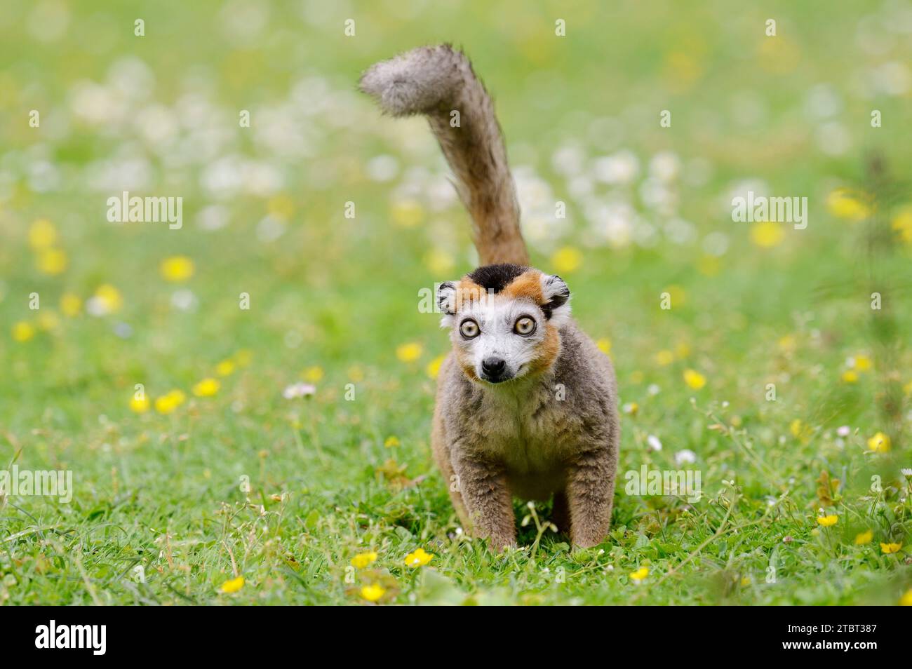 Lémurien couronné (Eulemur coronatus), mâle, trouvé à Madagascar Banque D'Images