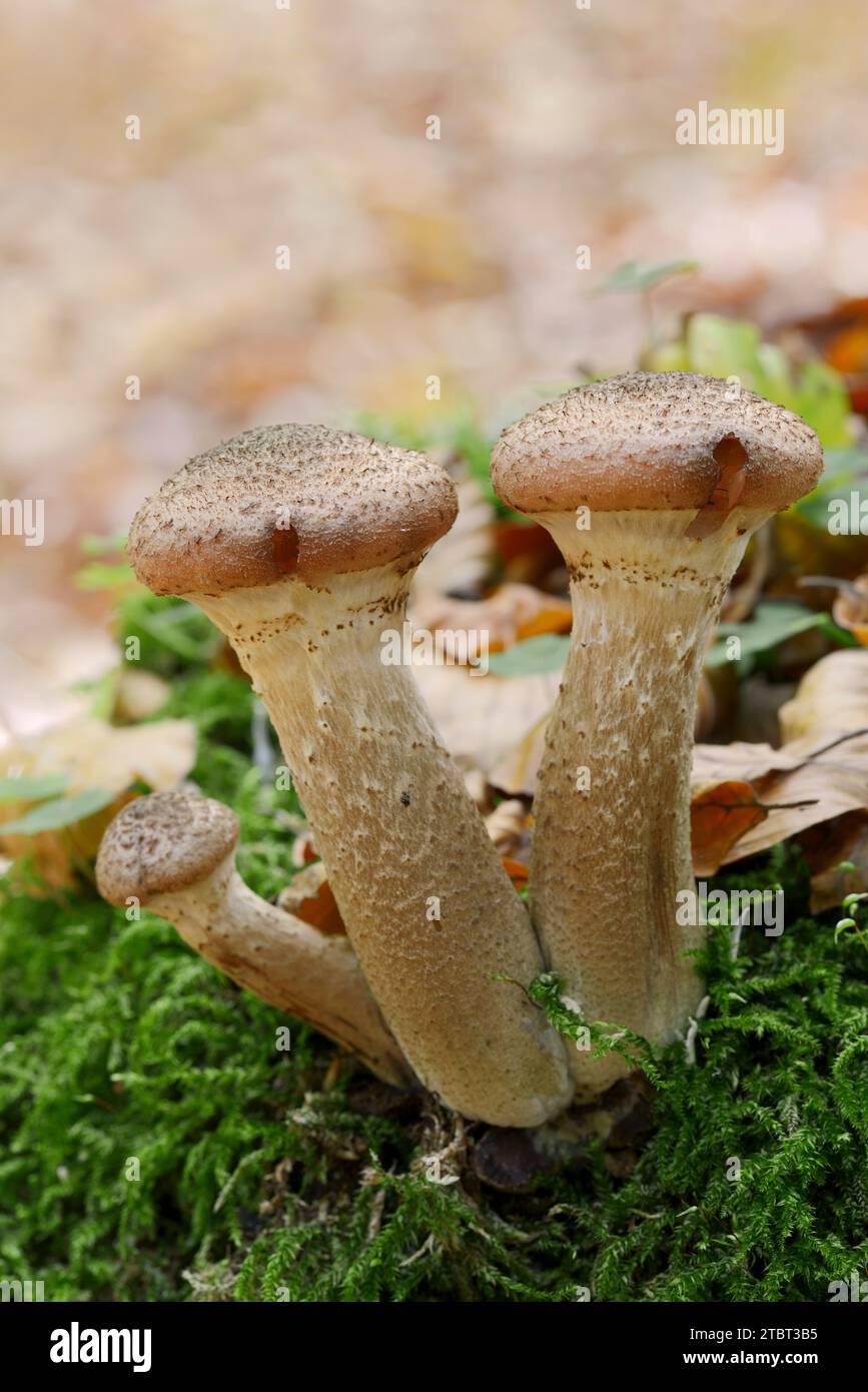 Hallimash commun (Armillaria ostoyae), Rhénanie du Nord-Westphalie, Allemagne Banque D'Images