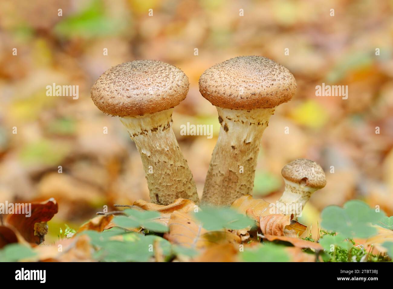 Hallimash commun (Armillaria ostoyae), Rhénanie du Nord-Westphalie, Allemagne Banque D'Images
