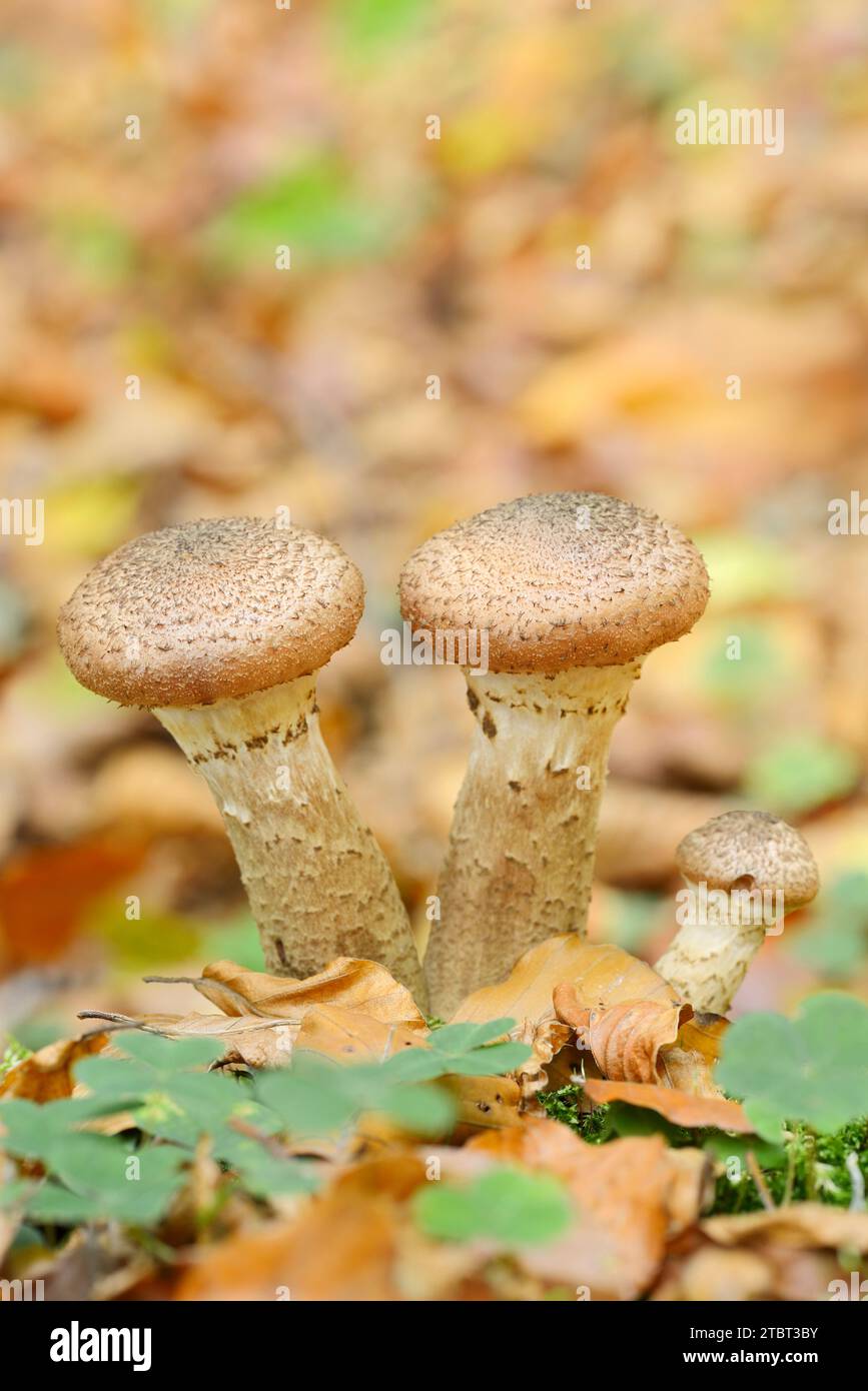 Hallimash commun (Armillaria ostoyae), Rhénanie du Nord-Westphalie, Allemagne Banque D'Images